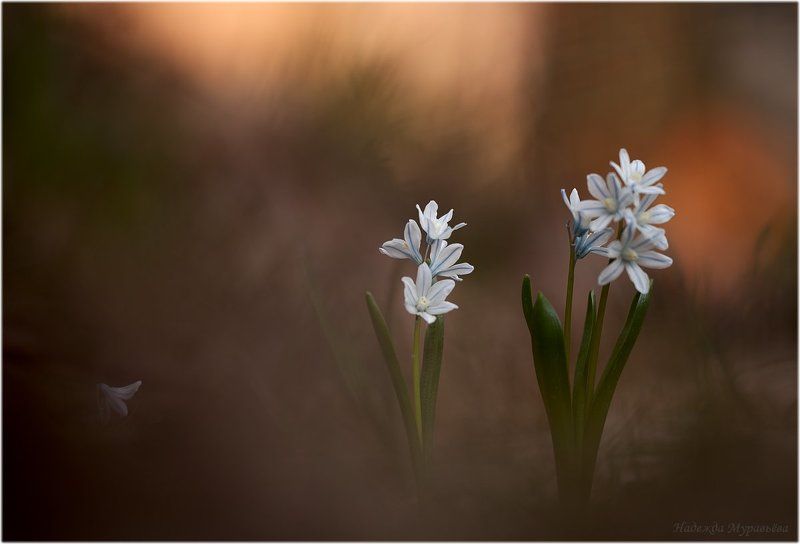 Третий - лишнийphoto preview