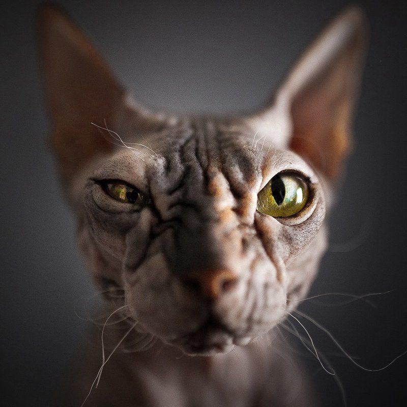 Фиджиphoto preview