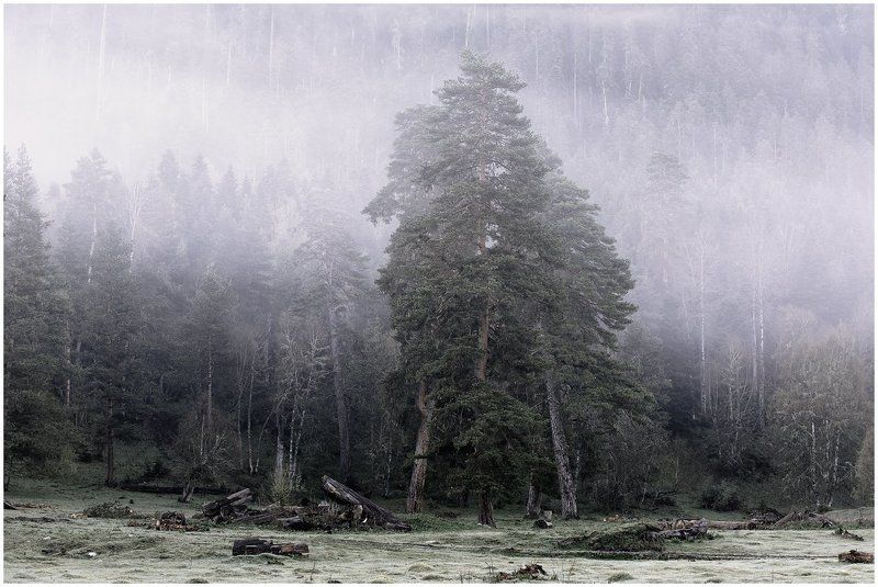 Таежное рандевуphoto preview