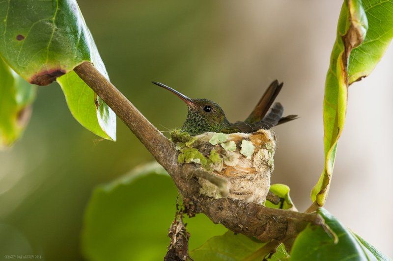 Home! Sweet Home!photo preview