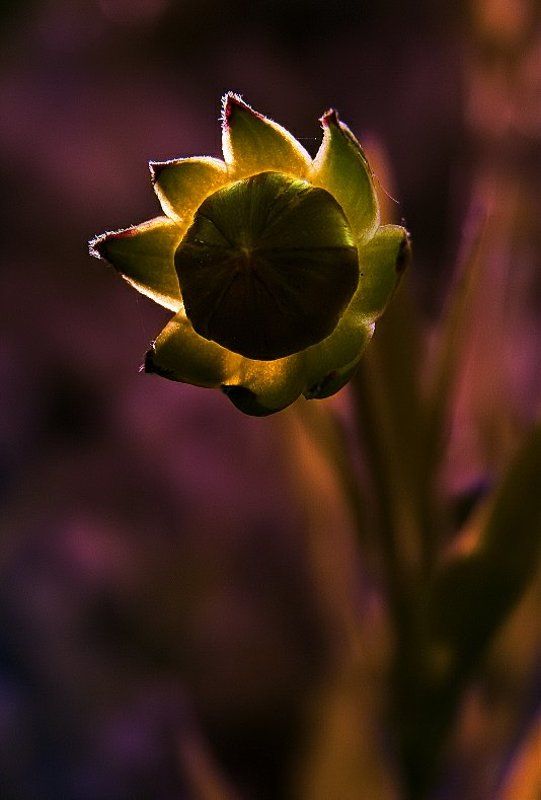wake,flower,macro, Remedy Flowerphoto preview