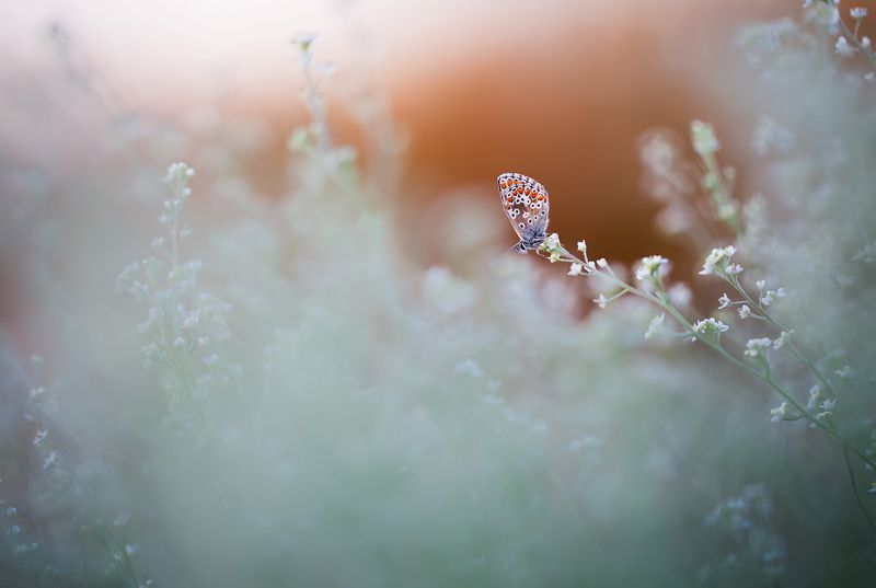 canon, 5dmkii. 100mm l is f2.8, macro, macrolens, lepidoptera, butterflies, flash, canon 600ex rt, pixel king, nature, aricia, euchloe, zerynthia, valdemoro, madrid, spain Butterflies 2014photo preview