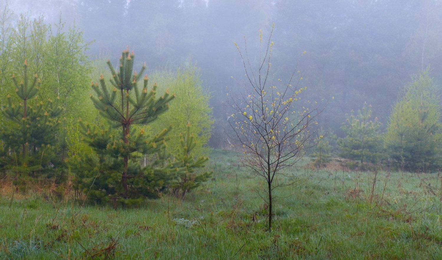 , Дмитрий Алексеев