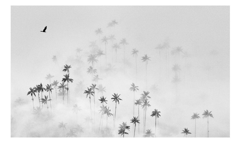 кокора...photo preview