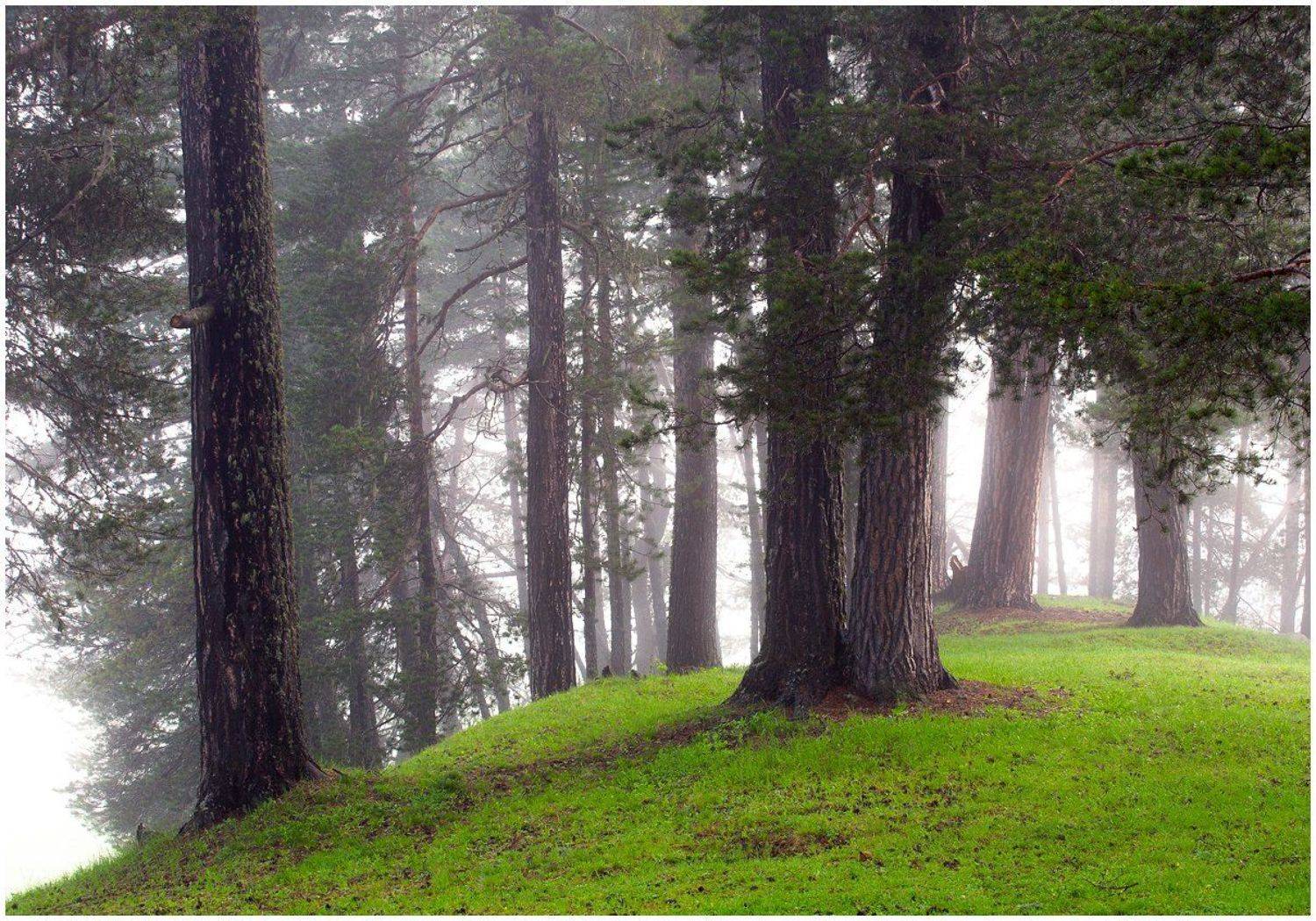 В куреве горного леса. Автор: Семёнов Дмитрий , Семёнов Дмитрий