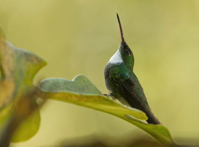 Белогорлый мечтательphoto preview