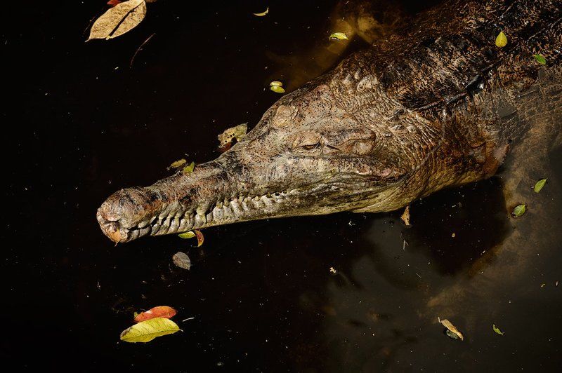 На охотеphoto preview