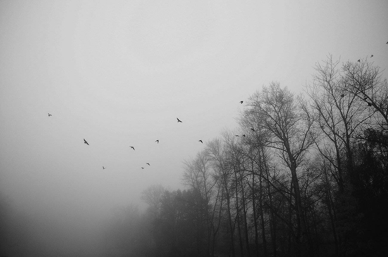 ***. Автор: Рустем Галямов Birds, Black, Black and white, Trees, Рустем Галямов