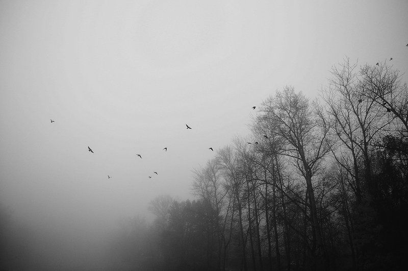 Birds, Black, Black and white, Trees ***photo preview