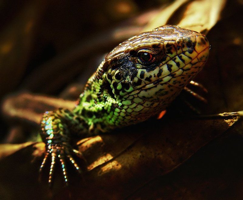 wake,lizard,oscar,zeiss, LIZARD ” OSCAR ”photo preview