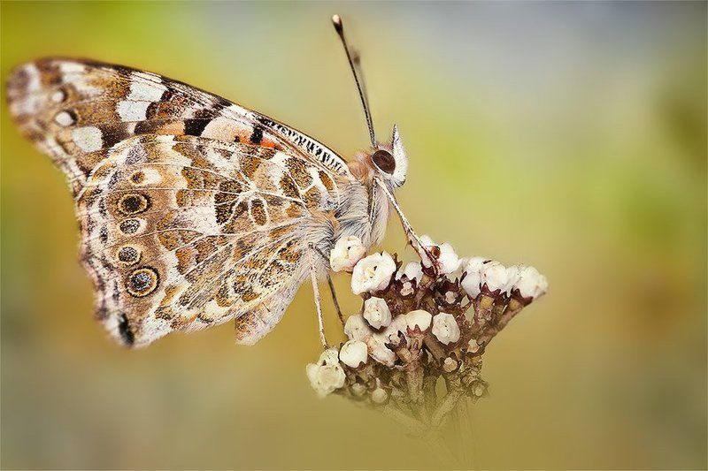 Togetherphoto preview