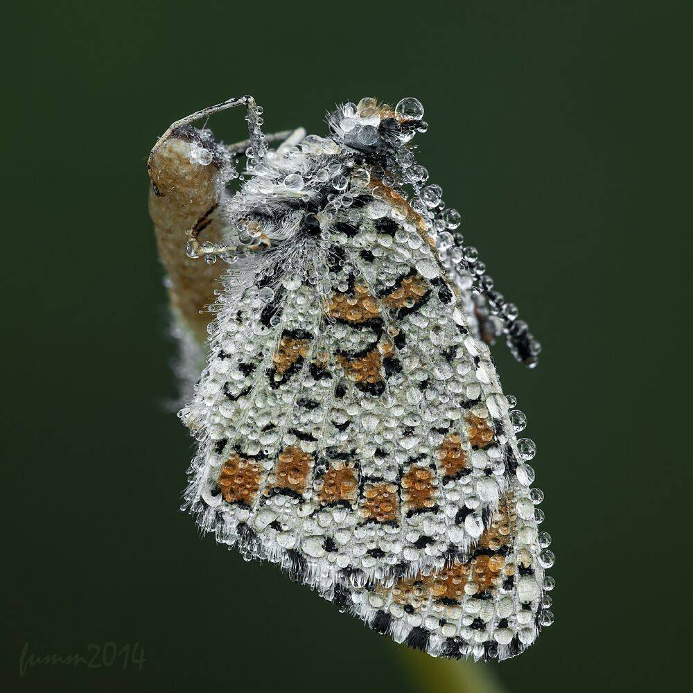 872 КАПЛИ РОСЫ.БАБОЧКА.. Автор: Игорь ФУММ , Игорь ФУММ