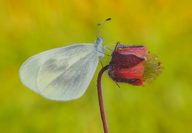 Весеннее пробуждение ... фото превью