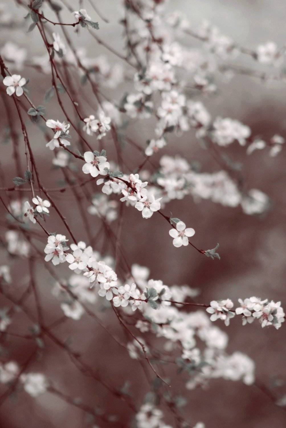 Вишня. Автор: ジュリア , ジュリア