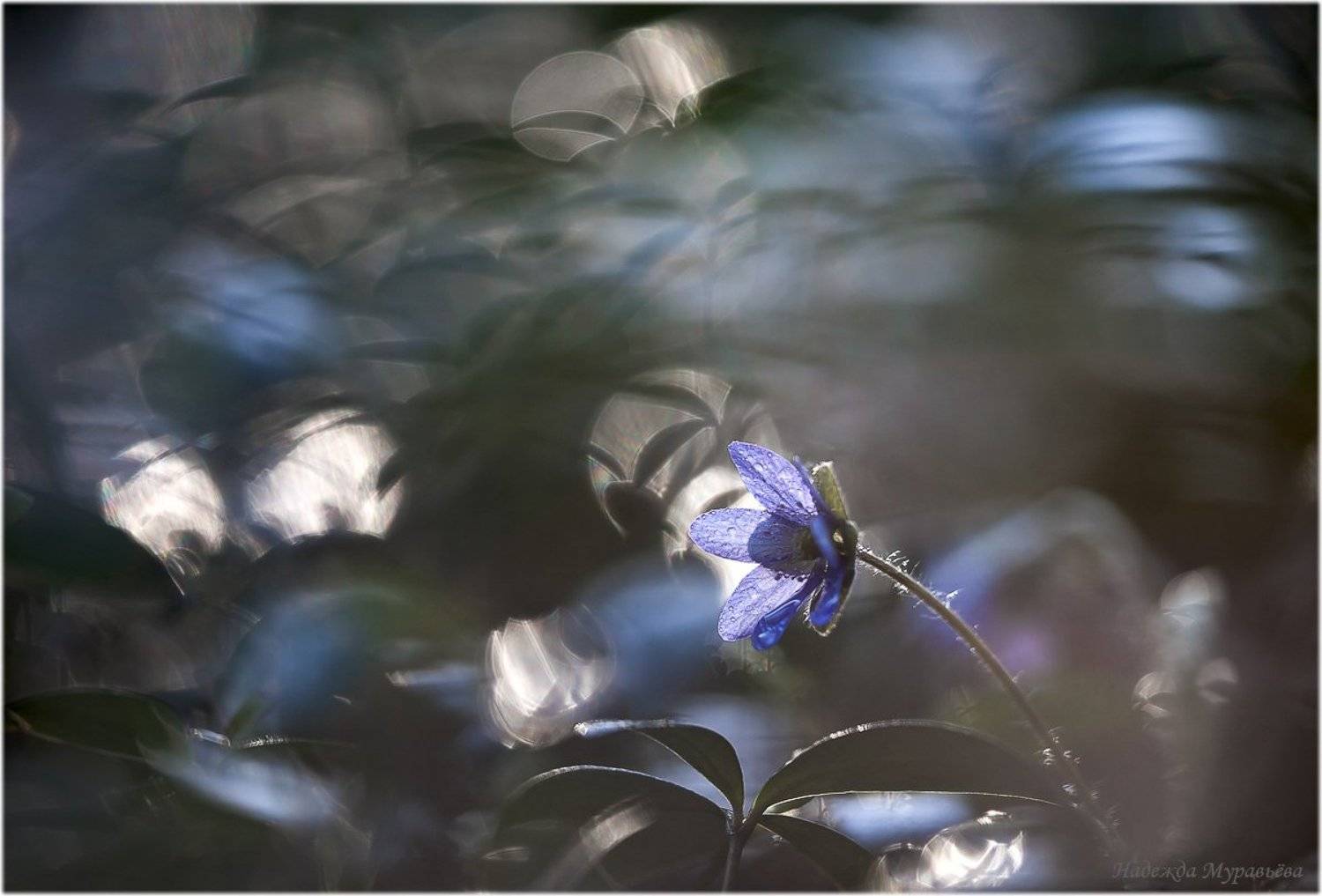 , Надежда Муравьёва