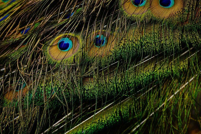 Хвостphoto preview