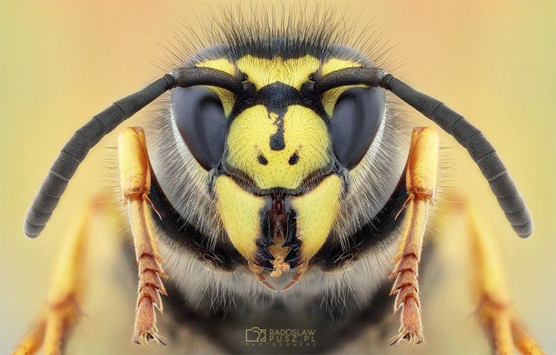 warriorphoto preview