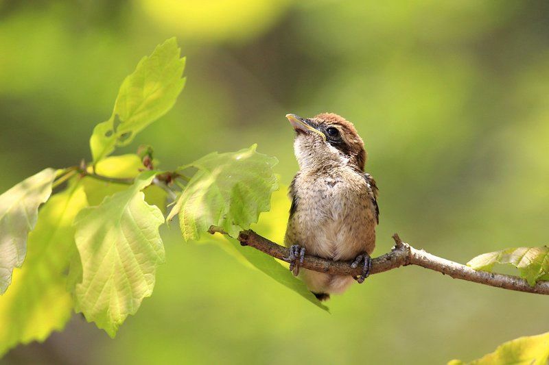Lonely..photo preview
