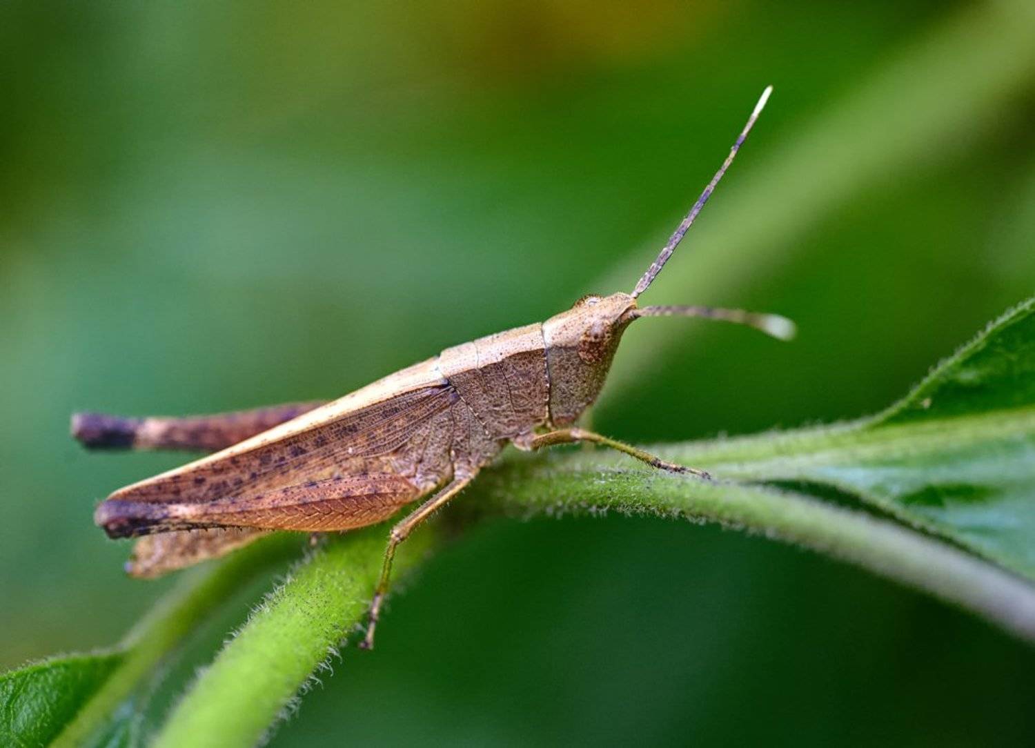 ***. Автор: Alexey Gnilenkov , Alexey Gnilenkov