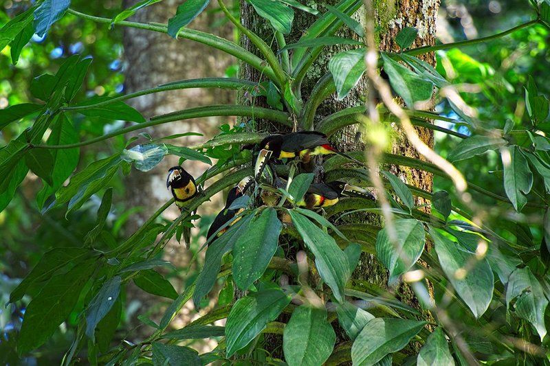 Туканчики Гондураса.photo preview