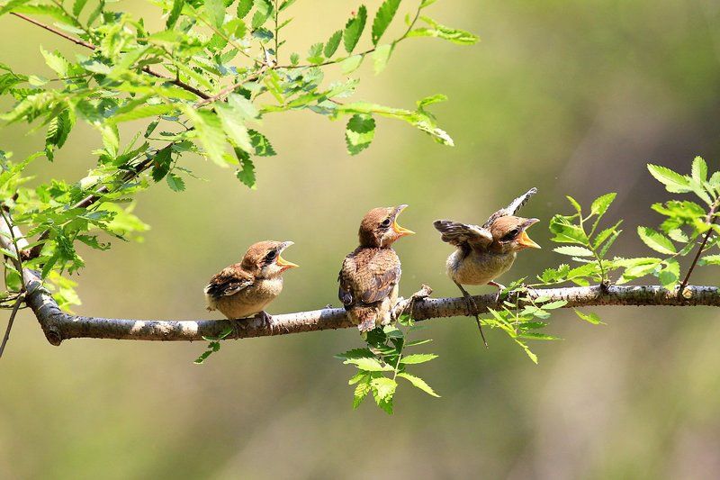 Broodingphoto preview