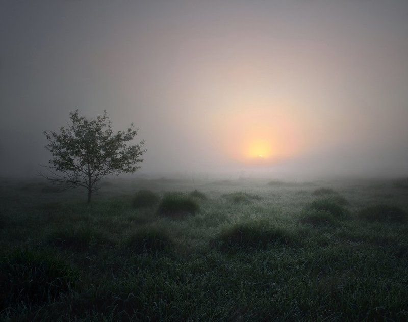 туман, луг, рассвет Кто знает, что скрывает туман?photo preview