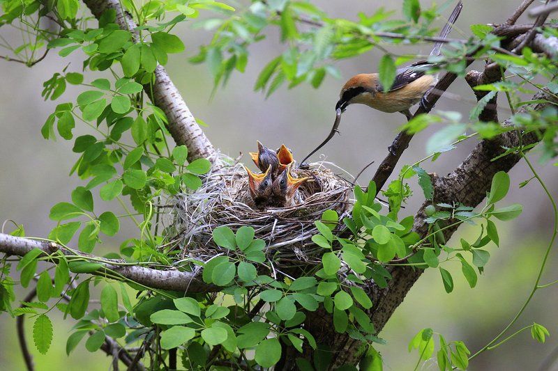 Broodingphoto preview