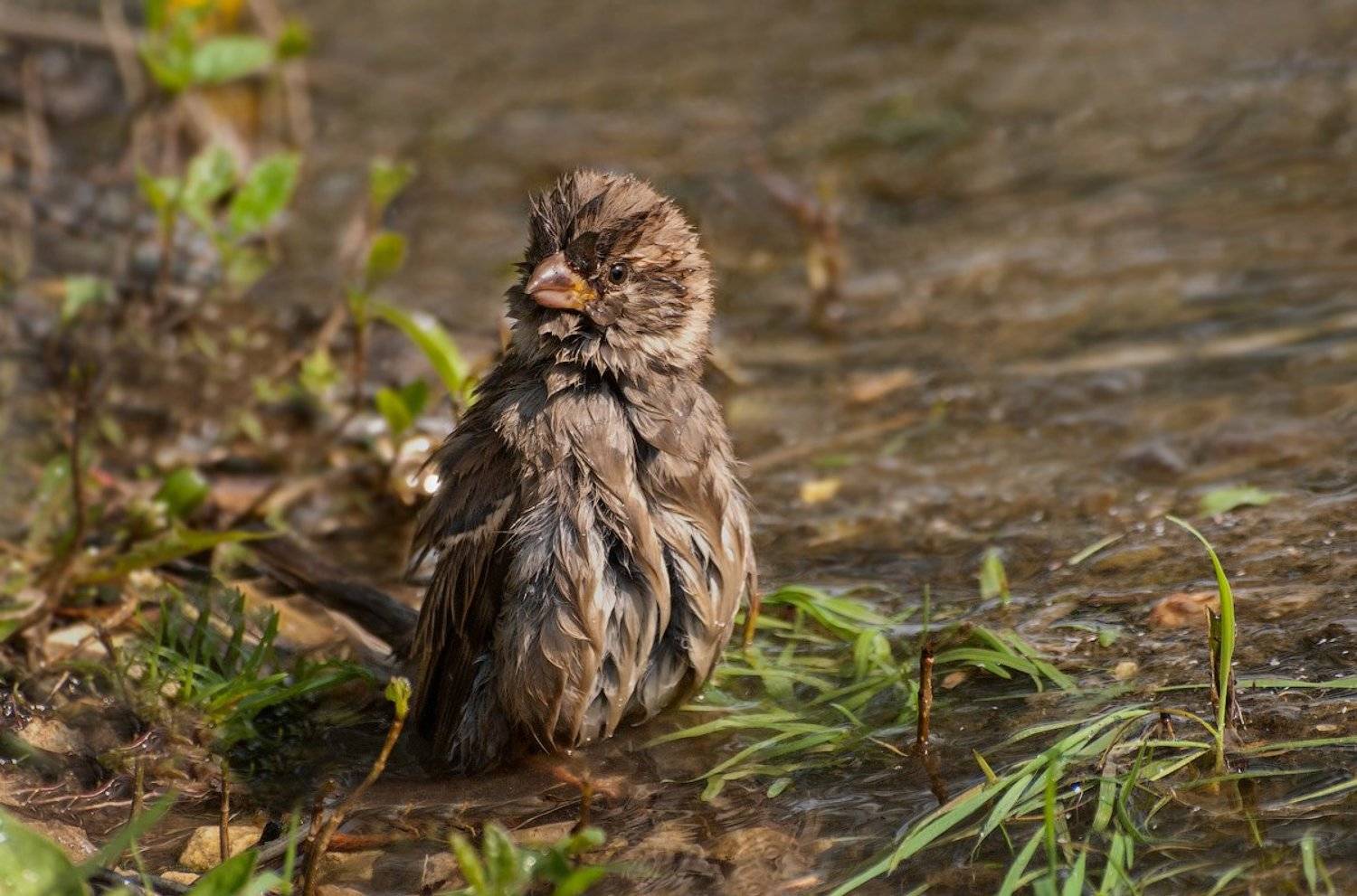 "Что смотришь?... Полотенце подай!...". Автор: Ирина Фурашова , Ирина Фурашова