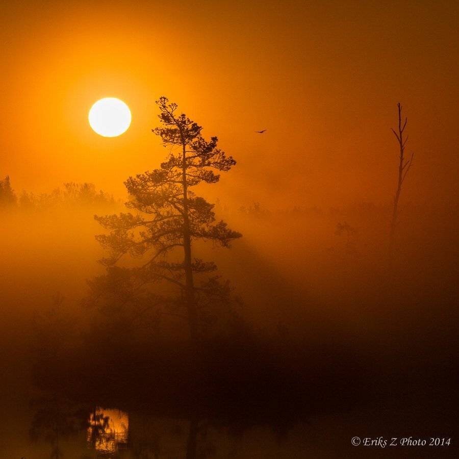 Автор: Eriks Zilbalodis , Eriks Zilbalodis