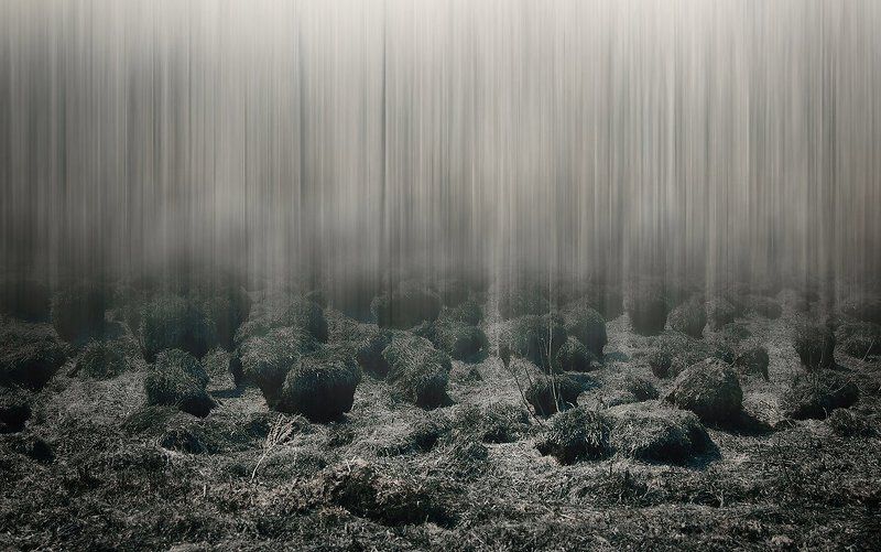 Спутники леса.... фото превью