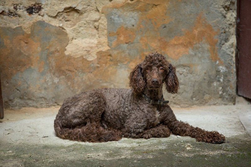 dmytro sobokar, dog, portrait, sobokarfoto, дмитро собокар,портрет, Portraitphoto preview