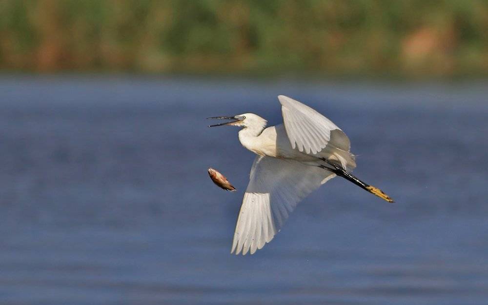 400mm, 7D, Animals, Birds, Животные, Птицы, Рыба, Цапля, Yuri Gomelsky