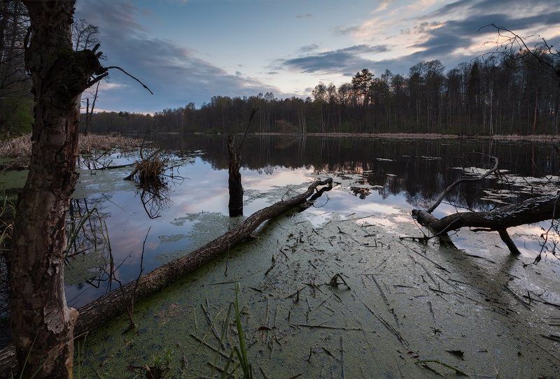 На болотеphoto preview