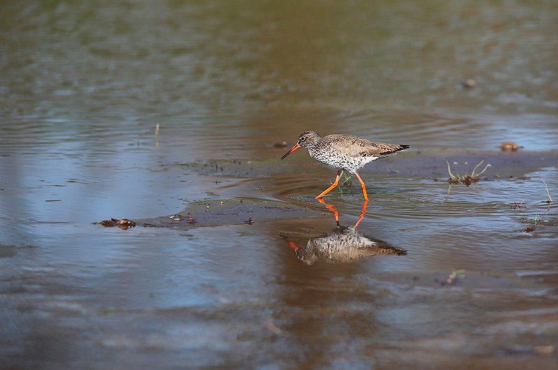 Не всяк тот,кто хвалит свое болото,есть кулик...photo preview