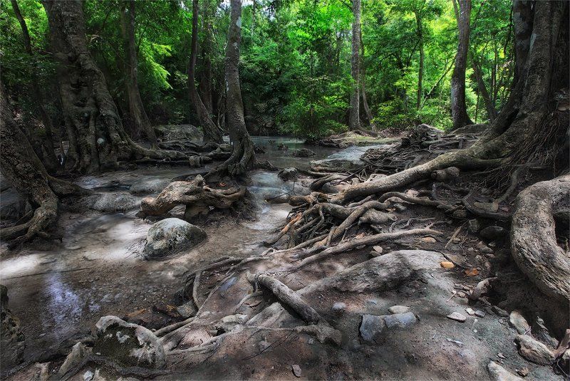 джунглиphoto preview