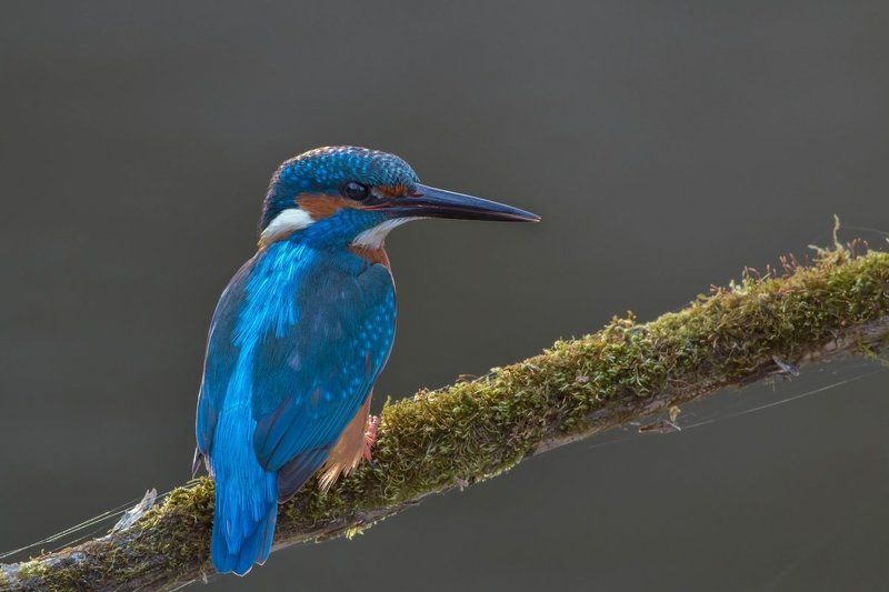 Брачный и повседневный наряд.photo preview