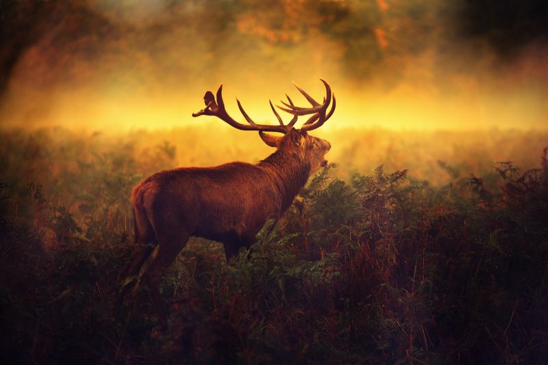 Once Upon a Time...photo preview