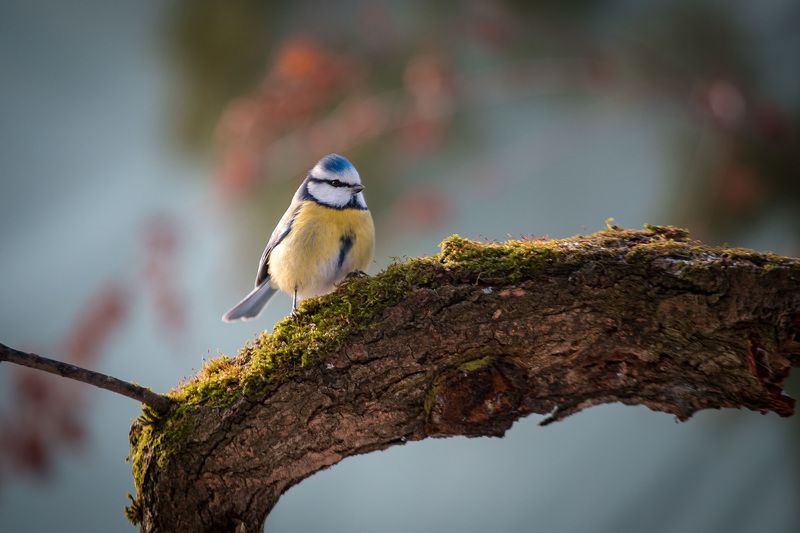 лазоревка, птицы, birds, wildlife, blue tit Blue titphoto preview