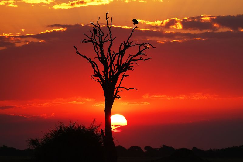 Waiting for a hunt фото превью