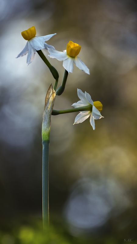 нарцисс, флокус,цветы,весна Все вернетсяphoto preview