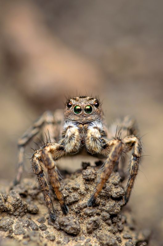 скакунчик, паук, макро, природа, spider, jumping Зеленоглазый photo preview