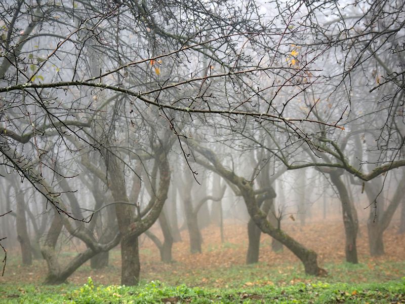 яблоневый садphoto preview