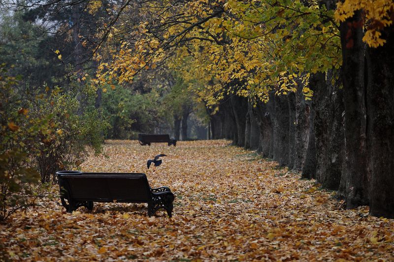 Ноябрьphoto preview