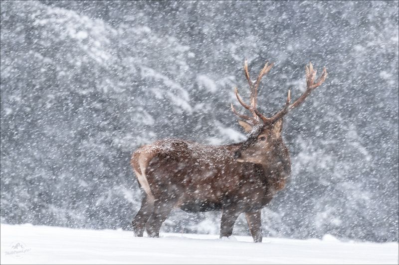 беларусь, красный бор, олень, зима, deer, winter, фототур в красный бор, фотоохота в беларуси, фототур на рождество Let it snow ..photo preview