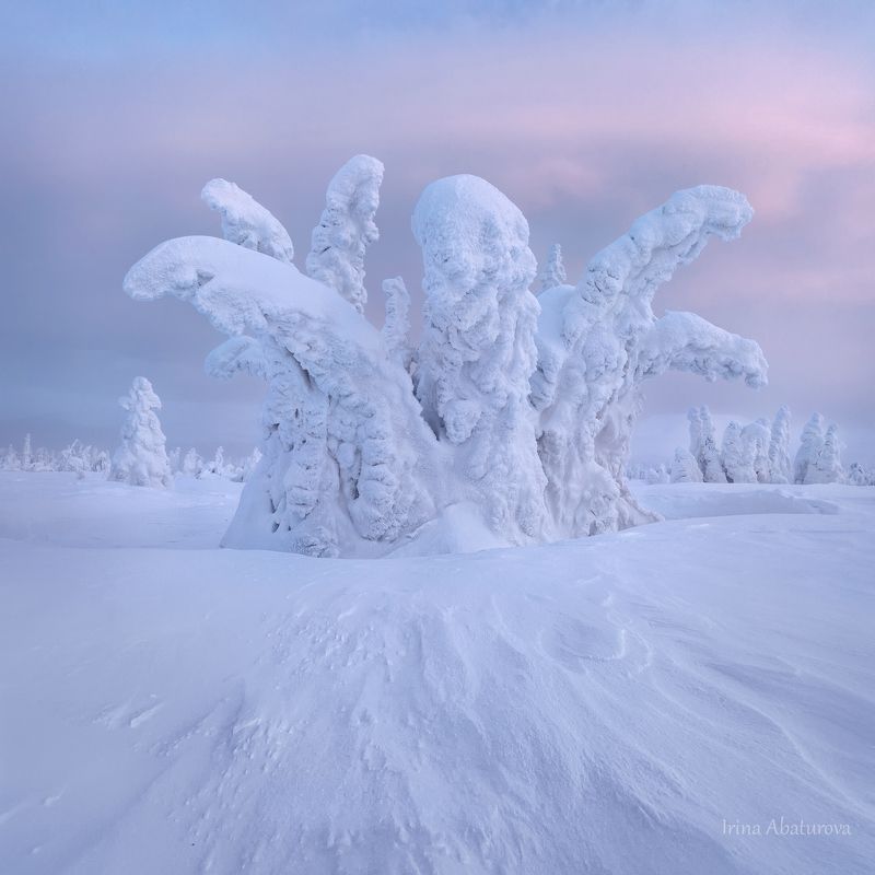 зима, урал, север, снег, ветер, сугроб, гух, главный уральский хребет, закат Корона Северного Уралаphoto preview