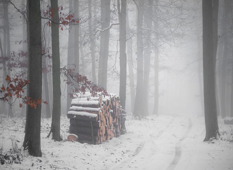 forest nooks...photo preview