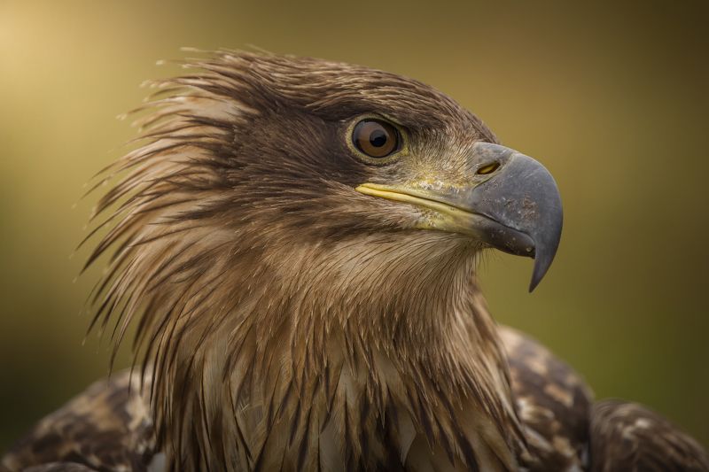 bird, birds, birdsofpray, raptors, eagle, white-tailed eagle, forest, portrait, nature, wildlife, animals Closenessphoto preview