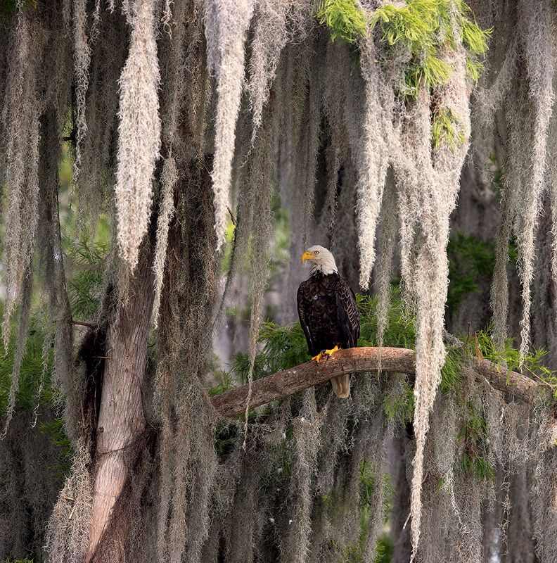 eagle, орёл, хищные птицы, флорида, wild Bald Eagle - Белоголовый Орланphoto preview