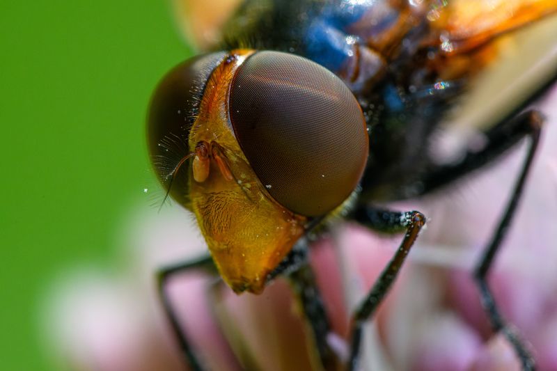 Great mustaches of Volucella pellucensphoto preview