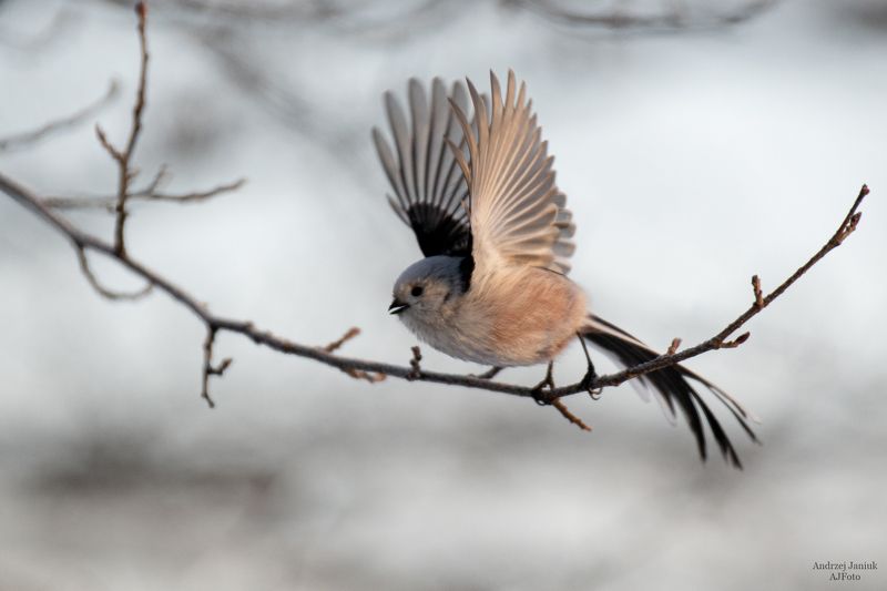 raniuszek - angelphoto preview